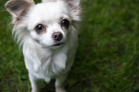 Long Haired Chihuahua – The Ultimate Guide